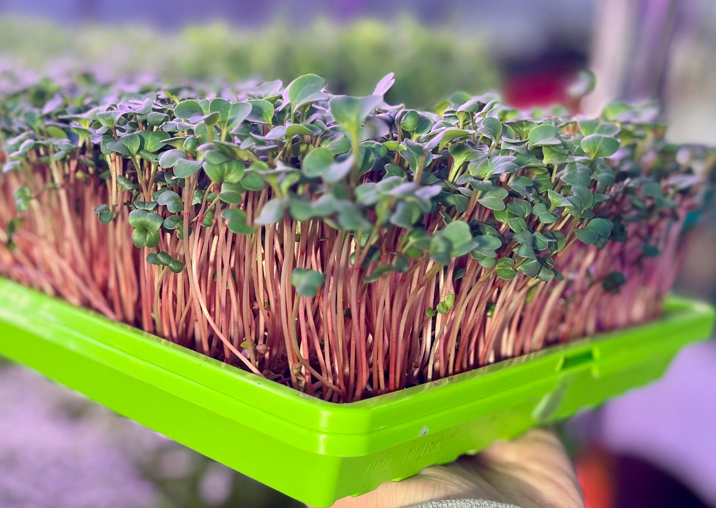 Rain City Roots Microgreen Cultivation Kit - Unleash Fresh Flavors at Home with Everything You Need for $60+ Worth of Vibrant Microgreens